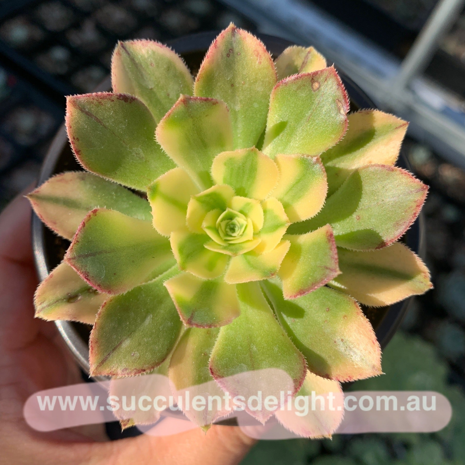 Aeonium arboreum albovariegatum variegata 艳日伞