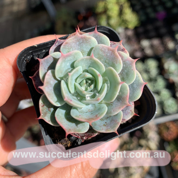 Echeveria Polka 波尔卡
