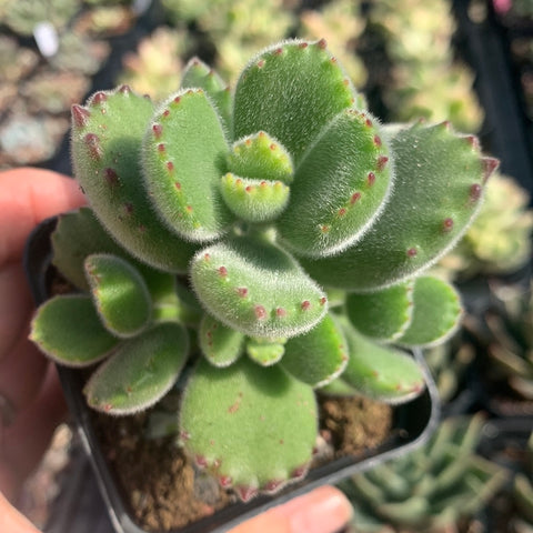 Cotyledon tomentosa bear’s paw 熊童子