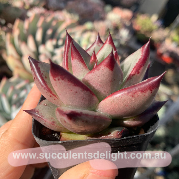 Echeveria Agavoides Love Story 爱情故事