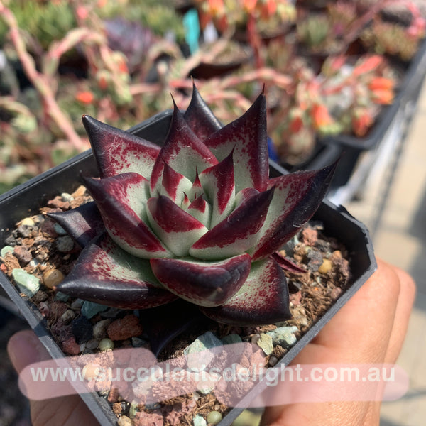 Echeveria Agavoides Ebony (selected) 优选乌木