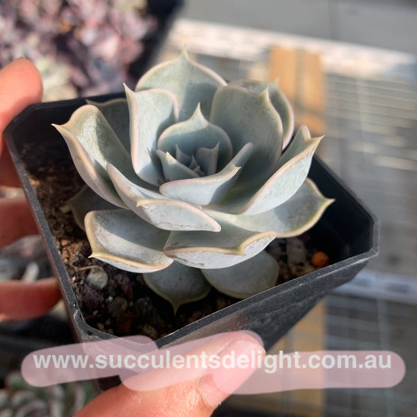 Echeveria lilacina 丽娜莲