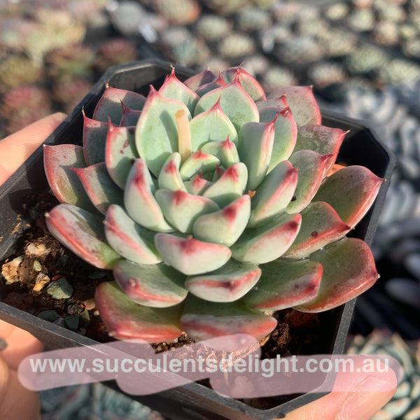 Echeveria Chantelle 粉仙黛