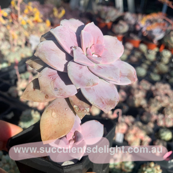 Graptopetalum superbum 华丽风车