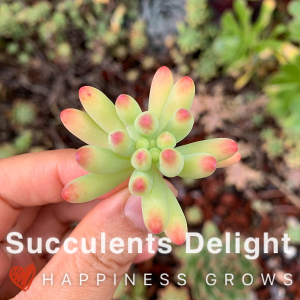 3x cuttings Sedum pachyphyllum 乙女心