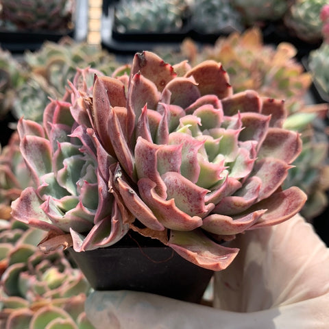Echeveria Light and Shadow 光影 - Succulents Delight New Hybrid