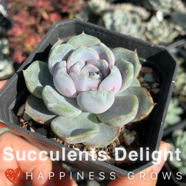 Echeveria Snow Bunny (short leaf form)  短叶雪兔
