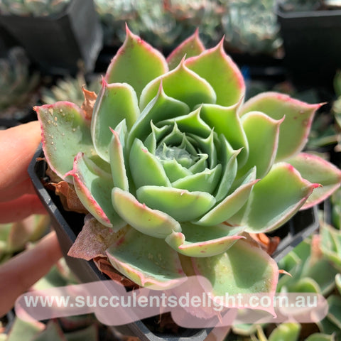 Echeveria Ice Lake 冰湖