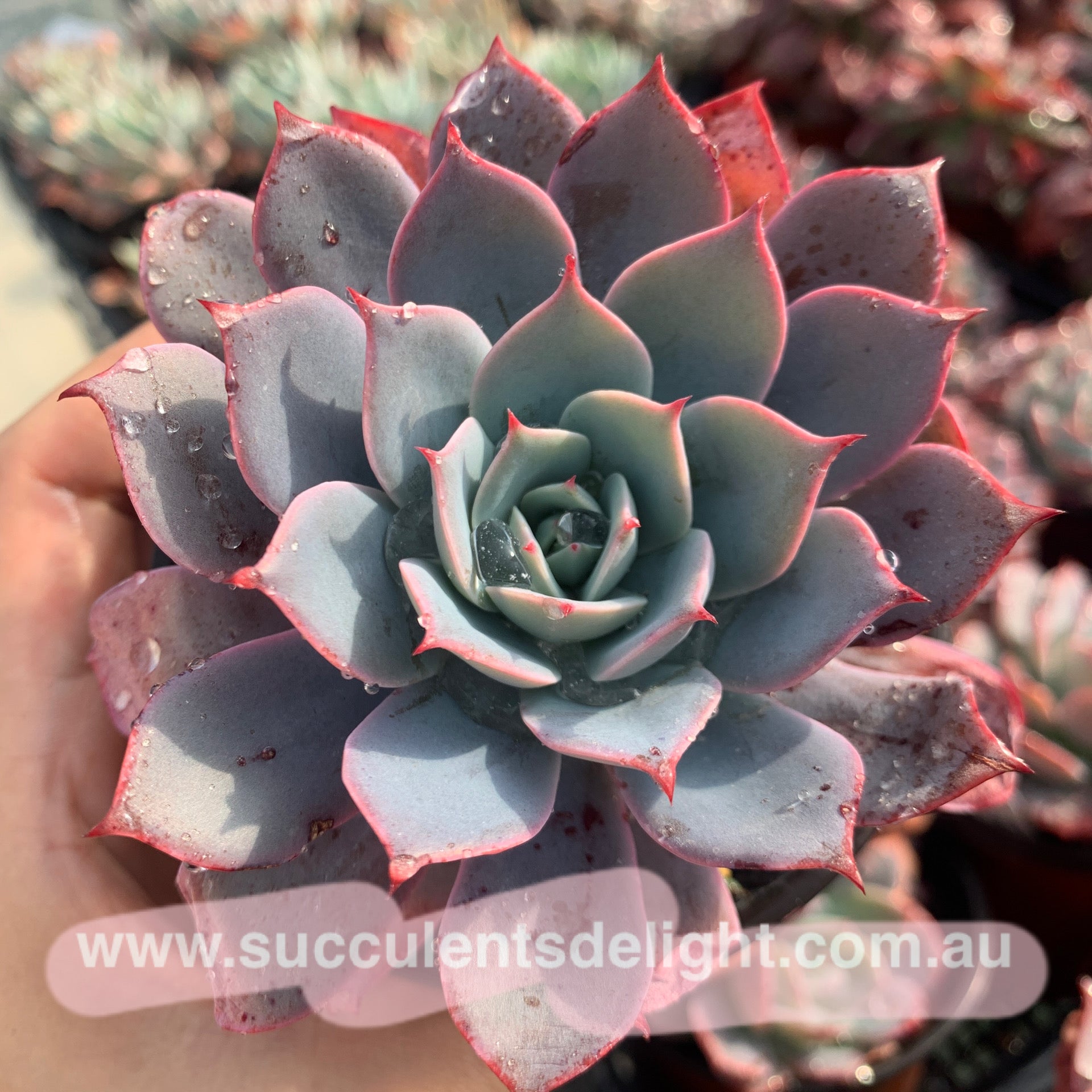 Echeveria La Candy LA糖果