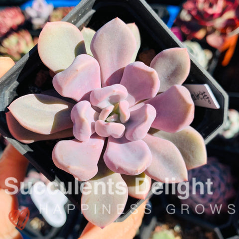 Echeveria Topsy Debbie aka Echeveria Cupid 丘比特