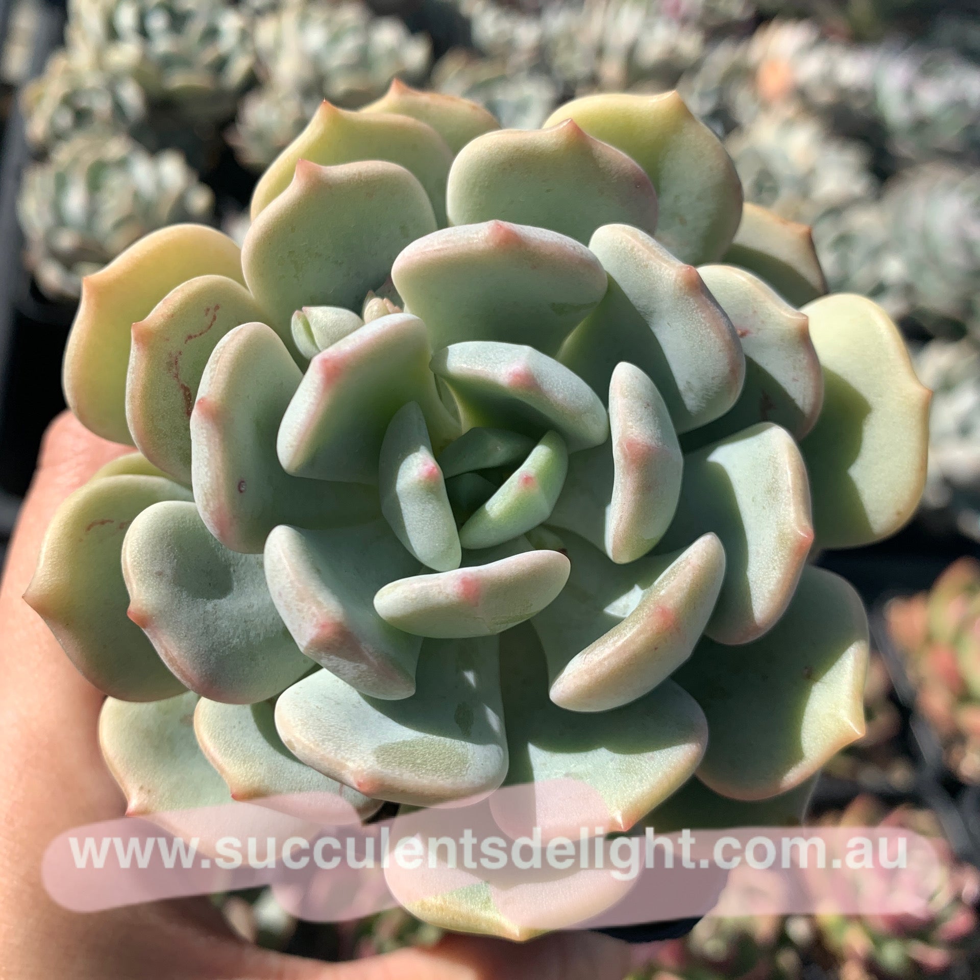 Graptoveria A Grimm One 蜜桃格林