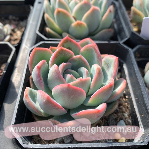 Echeveria Pink Dream 粉梦