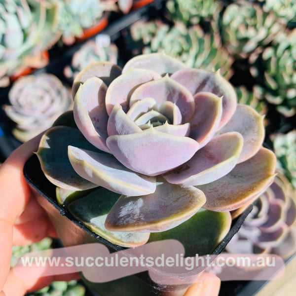 Echeveria Blue Surprise 蓝色惊喜