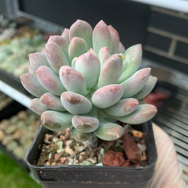 Pachyveria Clavifolia 灯美人