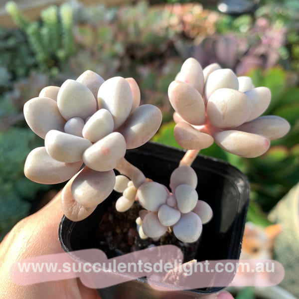 Graptopetalum Ellen 艾伦