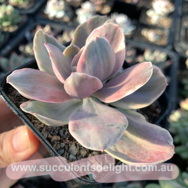 Echeveria Decora Variegated 德克拉锦