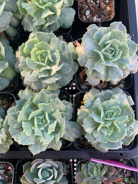 Echeveria Cook's Pride 库克船长的荣耀