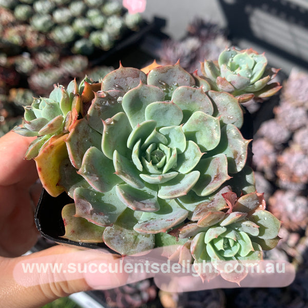 Echeveria Polka 波尔卡