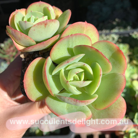 Echeveria Peach Pride 碧桃