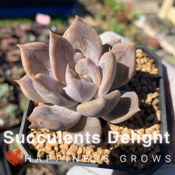 Echeveria Silver Queen 银后