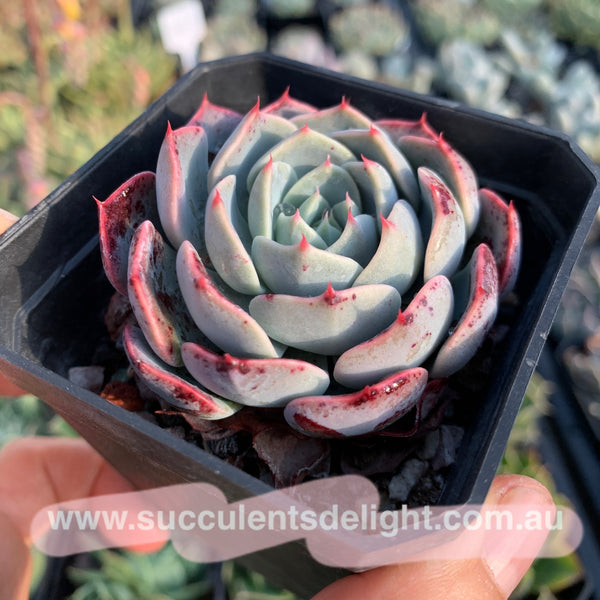 Echeveria San Camellia 圣卡美妮