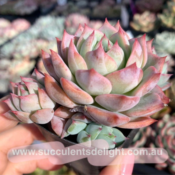 Echeveria Prism 棱镜