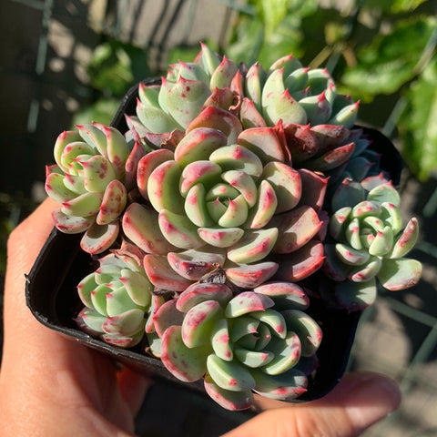 Echeveria Mini Hook 娜娜小勾