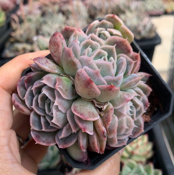 Echeveria Elegans Athena 月影雅典娜