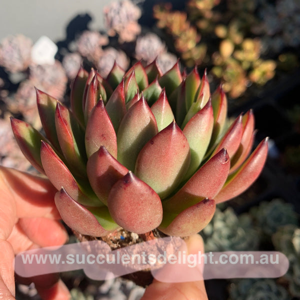 Echeveria Agavoides Christmas Eve 圣诞东云