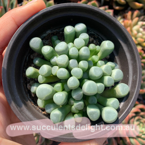 Fenestraria Rhopalophylla Subsp. Aurantiaca Baby Toes 五十铃玉