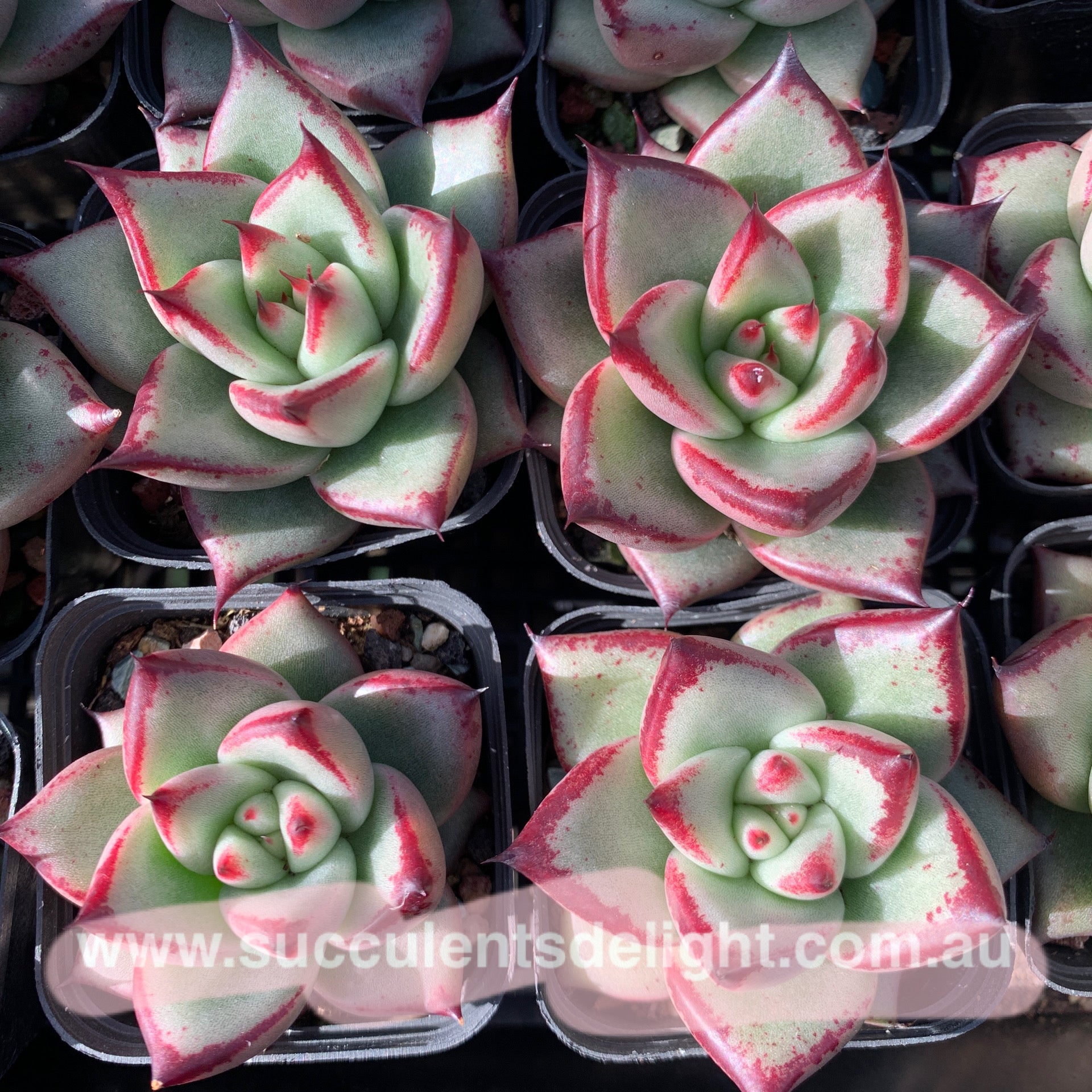 Echeveria Agavoides Love Story 爱情故事