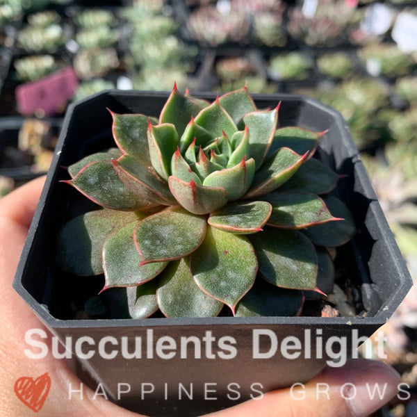 Echeveria Cat's Eye 猫眼石