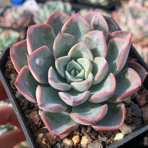 Echeveria Tears of Beauty 美人泪