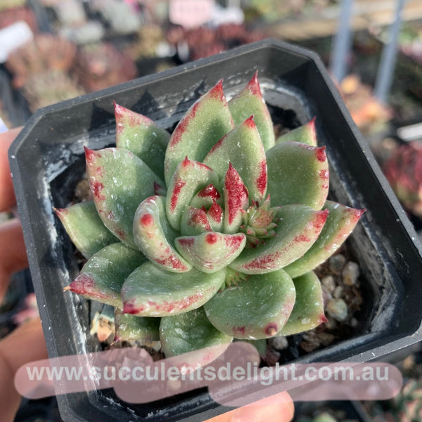 Echeveria Agavoides Ebony Hybrid (seed grown) 实生糖心乌木杂