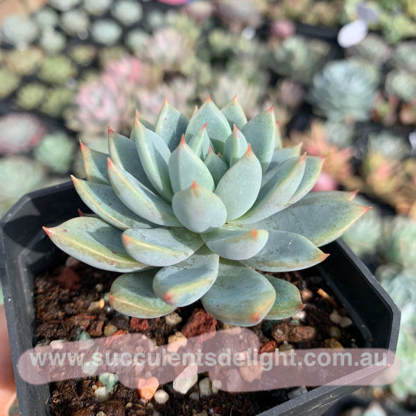 Echeveria Yeomiwol 女美月