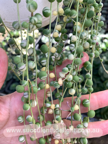 3x cuttings Senecio Rowleyanus Variegata 'Variegated String of Pearls' 佛珠锦 砍头