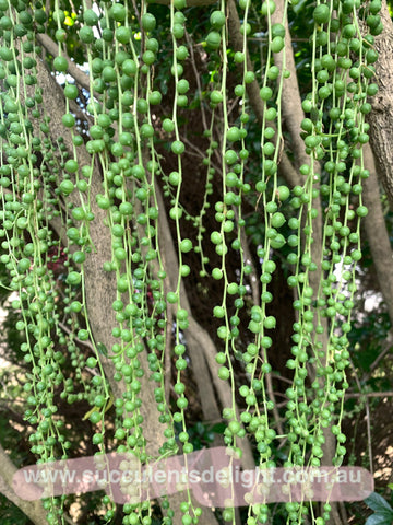 3x cuttings Senecio Rowleyanus String of Pearls' 佛珠 砍头