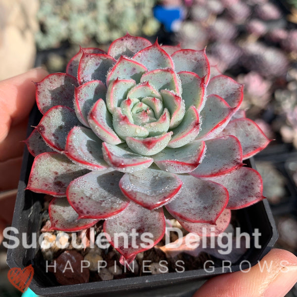 Echeveria Romantic Rose 浪漫玫瑰