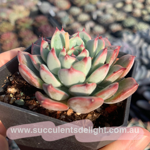 Echeveria Chantelle 粉仙黛