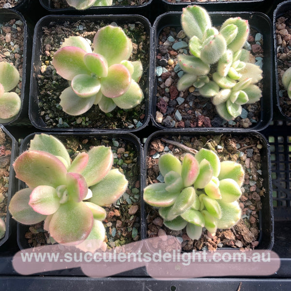 Cotyledon Tomentosa Bears Paw White Variegated 白熊/熊童子白锦