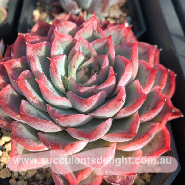 Echeveria Orange Fudge 橘子软糖