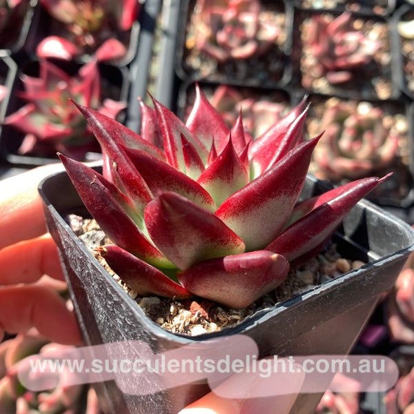 Echeveria Red Knight / Red Ebony (seed grown) 实生红骑士/红檀乌木