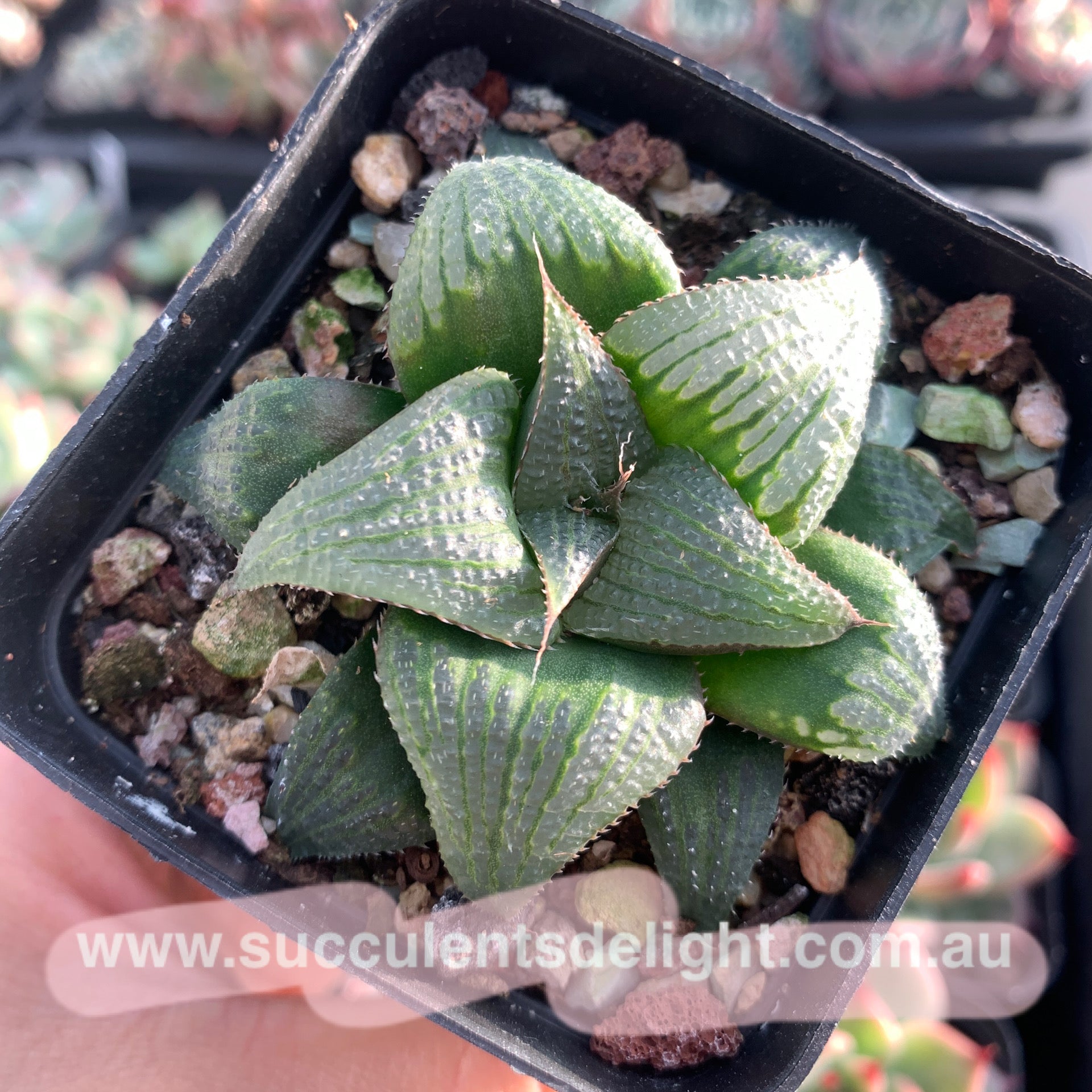 Haworthia magnifica var. splendens 青蟹寿