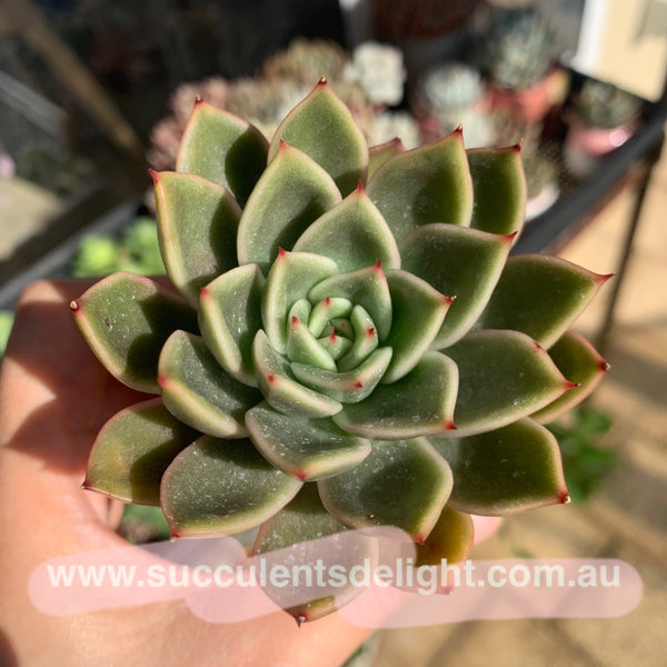 Echeveria Agavoides Mira 米娜东云