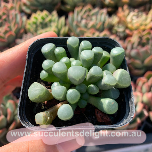 Fenestraria Rhopalophylla Subsp. Aurantiaca Baby Toes 五十铃玉