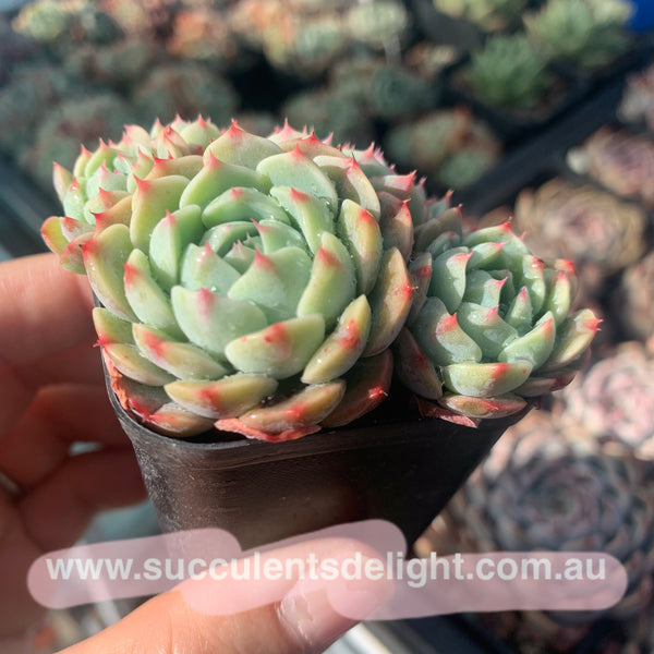 Echeveria Dragon Fruit cluster 火龙果群