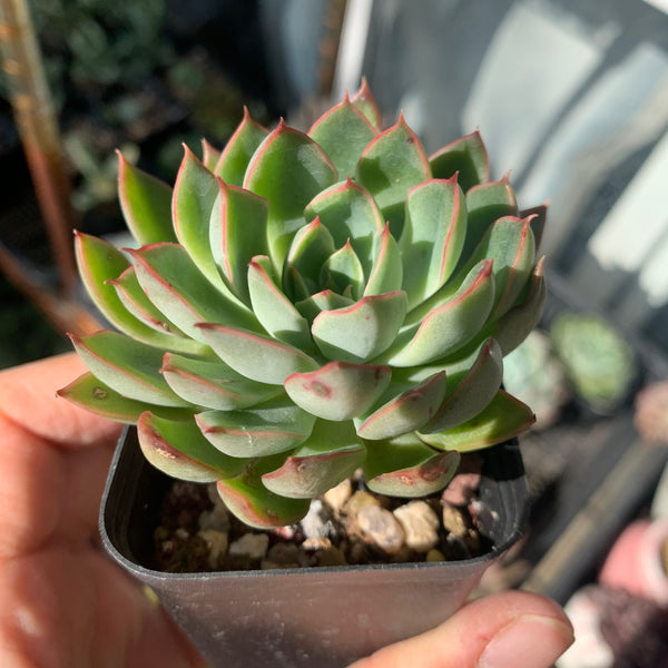 Echeveria Sagita 天箭座