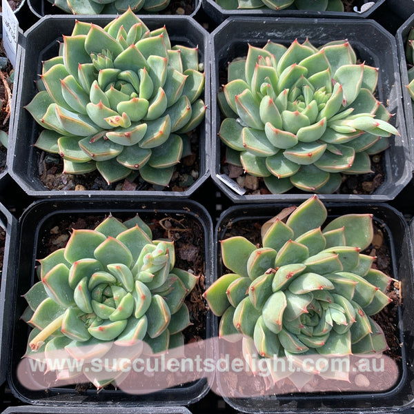 Echeveria Madam Rose aka Romance 玫瑰夫人/浪漫