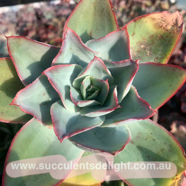 Echeveria subrigida 钢叶莲