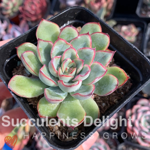Echeveria Beniothine 莫兰